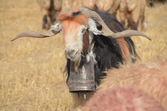 Hoffentlich läuft er nicht weg, bevor das Bild im Kasten ist...