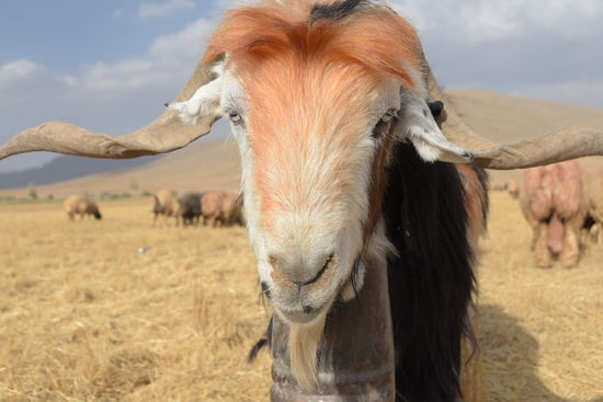 ...hoffentlich kommt er nicht noch näher, bevor die Kamera wieder in Sicherheit ist!