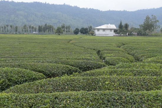 Überall Tee - und das mir als überzeugtem Kaffeetrinker