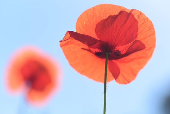 Ach ja, es ist Frühsommer und alles blüht...