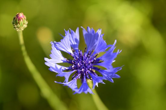 ...sofern es nicht totgespritzt wurde