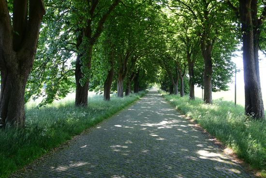 Dieser Teil des Ostseeradwanderwegs ist schuld an meinem wunden Sitzfleisch: 20 km Kopfsteinpflaster zwischen Stralsund und Greifswald