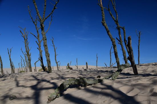 Den Wald bringen die Dünen auf ihrer Wanderschaft einfach um
