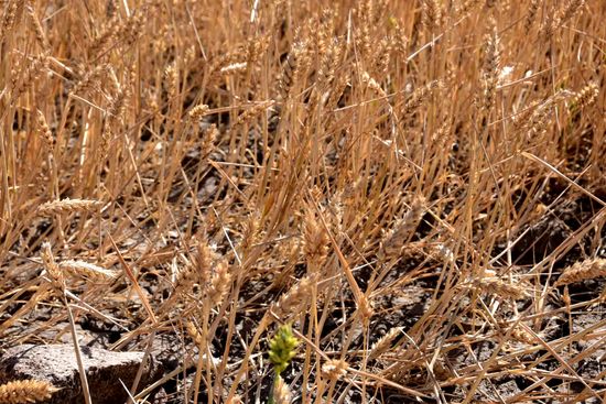 ...und da wird das ganze Elend der Dürre deutlich. Das sind keine Stoppeln, sondern ca. 20 cm hoher, äußerst spärlicher, erntereifer Weizen. Ich habe keine Ahnung, wie die riesigen Mähdrescher den ernten sollen