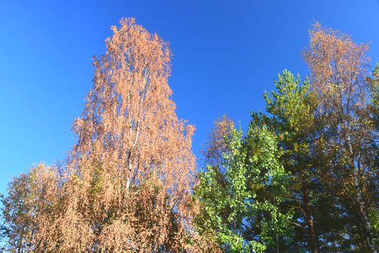 Herbstlich sieht's hier aus - es ist die Hitze, die vor allem Birken und Pappeln vertrocknen lässt