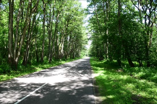 Kiefern- und Erlenwälder wechseln sich mit Sümpfen und Sanddünen ab