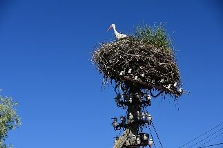 Störche sind ständige Begleiter, wie auch schon vorher in Litauen und Polen. Dieser lädt wahrscheinlich gerade seine Akkus auf...