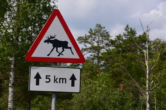 Es gibt nochn ein paar tausend Kilometer Chance, sie auch mal als lebende Exemplare zu entdecken