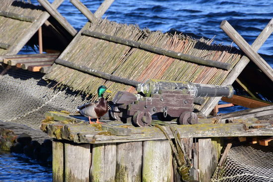 Und ich dachte mir noch, die müssen bisschen besser auf ihre Sachen aufpassen. Das nimmt doch kein gute Ente