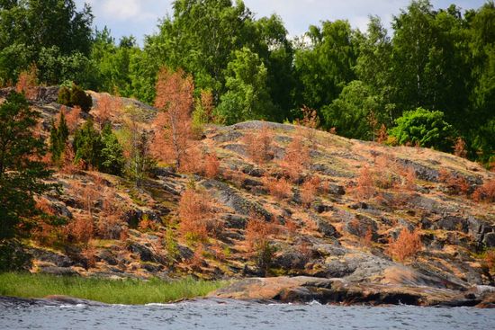 Auch Finnland leidet unter der extremen Dürre dieses Sommers. Seit April hat es nicht mehr richtig geregnet und auf der dünnen Humusschicht über den Felsen vertrocknen die Bäume