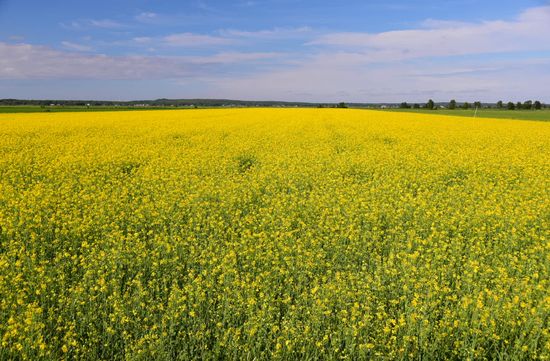 Sommer in Finnland - als ich zu Hause gestartet bin, war dort die Rapsblüte längst vergessen. Hier ist sie Anfang Juli auf ihrem Höhepunkt