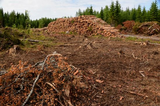 Auch das begeleitet mich spätestens seit dem Baltikum durchgehend - brutale Forstwirschaft, die Mondlandschaften hinterlässt