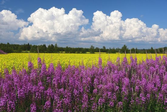 So bunt und saftig sieht es hier in der Gegend um Stockholm nicht mehr aus. Hier ist verbrannte Erde - im doppelten Wortsinn