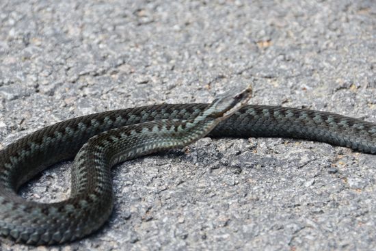 Obwohl fast ständig in den Wäldern unterwegs, sieht man nur selten Tiere. Da freut man sich, auch einmal ein nicht überfahrene Kreuzotter zu sehen