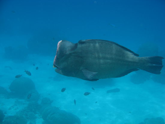 Mächtig große Fische gab's da.