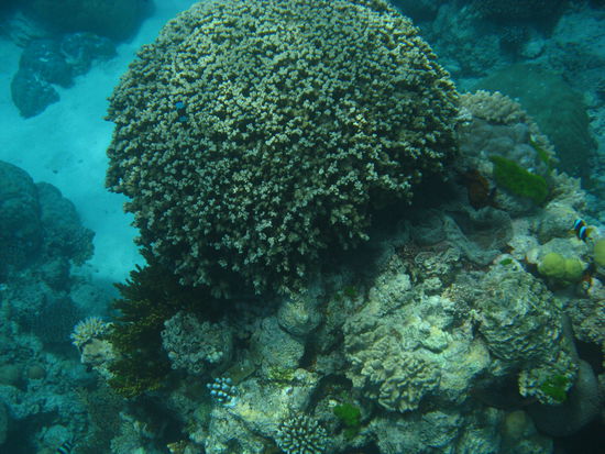 Nemo war auch da.