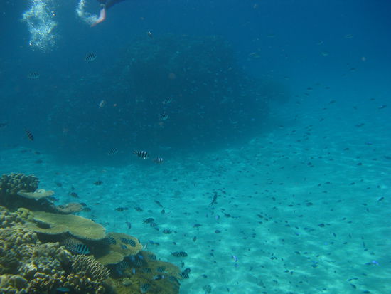 Und Fische ohne Ende...