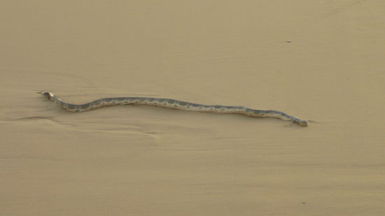 Das war auch ne nette Überraschung. Das ist nämlich anscheinend ne ziemlich giftige Seeschlange, die da am Strand rumlag. Nach dem ersten Eindruck war sie tot. Nachdem allerdings jemand vorbeigekommen ist, sich das Ding auch angeschaut und mit Sand beworfen hat, hat sie sich bewegt. Das war dann für uns das Stichwort, zum Essen zu gehen.