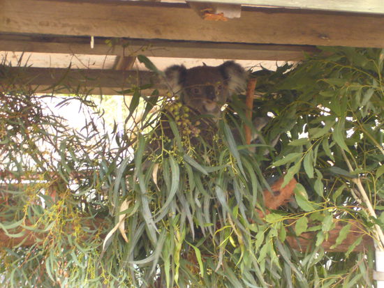 In Port Macquarie waren wir dann noch in nem Koala Krankenhaus.