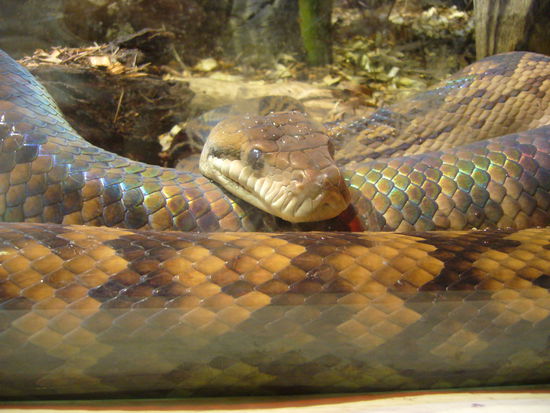 Im Wildlifepark waren wir auch. Die Schlangen da waren wenigstens hinter dicken Glasscheiben...