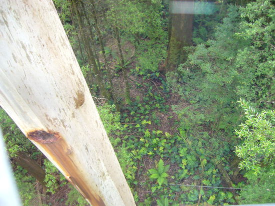 Aussicht vom Tree Top Walk, wo wir im "kalten" Regenwald im Sueden im Otway National Park in den Baumwipfeln rumgelaufen sind