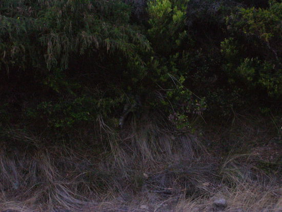Bilderraetsel: Hier ist ein Koala versteckt. Wer ihn findet, kriegt zwar nix von uns, darf sich aber gluecklich schaetzen, nen freilaufenden Koala gesehen zu haben!