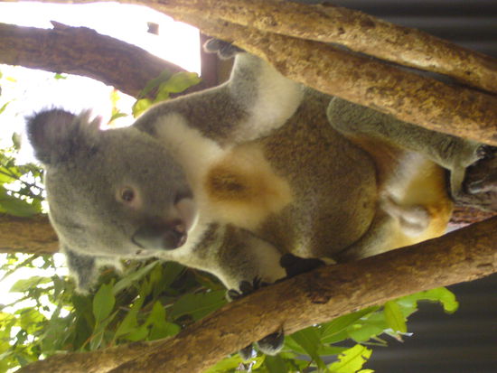 Ein wacher Koala, was nicht selbstverstaendlich ist