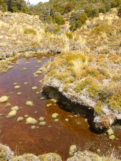 Sumpflandschaft unterhalb des Mt Ruapehu. Hat fast ausgeschaut wie die Suempfe bei Herr der Ringe.