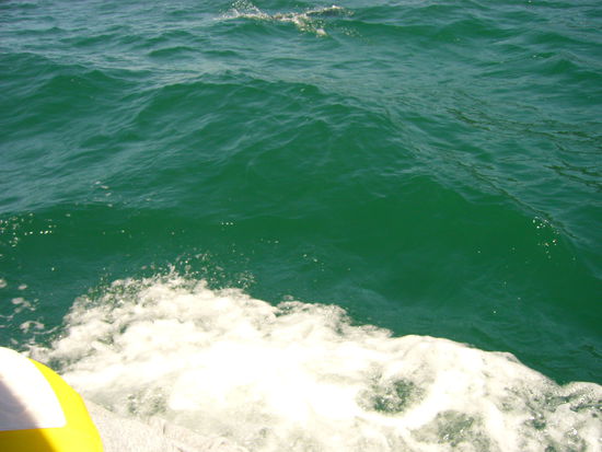 Da war ne Robbe im Wasser, wie man deutlich erkennen kann! Oder?