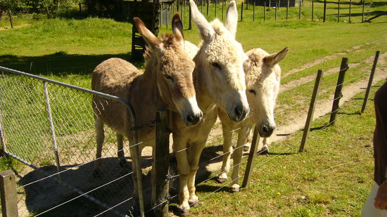 Animiert von ihrer Besitzerin haben sich die drei fuer uns in Pose geworfen und sich kraulen lassen.