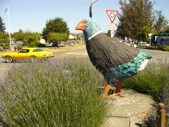 Ein Takahe, auch einer der Vögel hier in Neuseeland, die vom Aussterben bedroht sind. Die echten haben meistens allerdings keine Rugby-Trikots an!