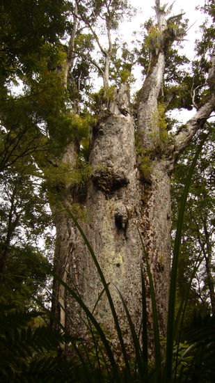 Der 2. groesste Kauri Baum der Welt: Te Matua Ngahere