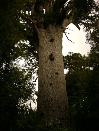 Das hier ist der groesste Kauri der Welt - Tane Mahuta. Der ist so gross, da wuerde sich sogar Tom, der Koenig der Nutzholzgewinnung, die Zaehne ausbeissen!