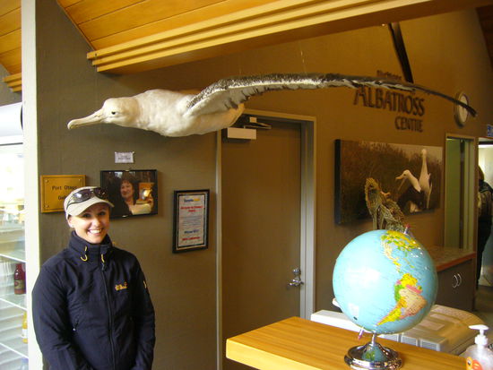 Angefangen haben wir an einem Aussichtspunkt für Albatrosse, die eine Spannweite von über 3 Metern haben. Wirklich sinnvolle Bilder in freier Wildbahn kann man allerdings nur schlecht machen, wenn sie im Abstand von einigen hundert Metern an einem vorbeischweben. Deshalb haben wir den im Albatross Centre fotografiert...