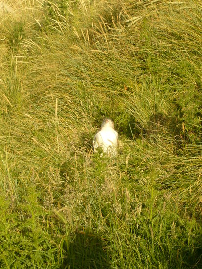 Auf unserer Wanderung haben wir dann einen Gelbaugen-Pinguin gesehen, der gerade auf dem Weg zu seinem Schlafplatz war.