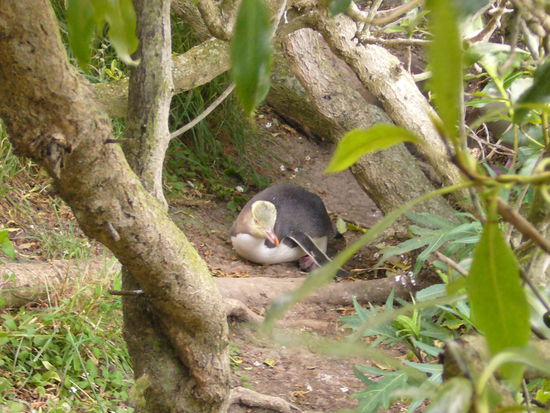 Aus einem Unterstand am Hügel über dem Strand haben wir anschließend noch eine Pinguin-Familie beobachten können.