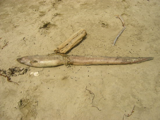 Als erstes haben wir aber erst Mal einen ca. 1,5 Meter langen toten Aal gesehen.