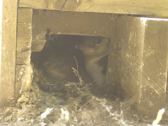 In einer der Buchten waren auch wieder blaue Pinguine, die wir glücklicherweise in ihrer Höhle gesehen haben.