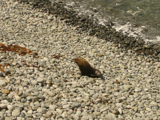 Am Strand haben sich 5 große Robben gesonnt