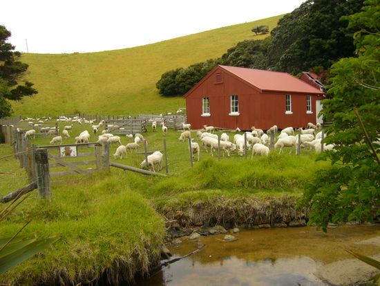 Auf der Inseln, wo wir unsere Mittagspause gemacht haben, gab's natuerlich auch wieder, wie ueberall in ganz Neuseeland, Schaaaaafe!