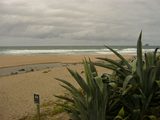 Hier am Hot Water Beach kann man Loecher buddeln, die sich mit heissem Wasser fuellen. Dafuer waren wir aber leider zu spaet dran, da das nur 2h vor und nach Ebbe geht.
