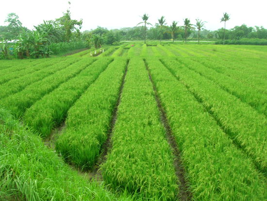 und natuerlich REISFELDER - hier in sattem Gruen direkt nach Wolkenguss