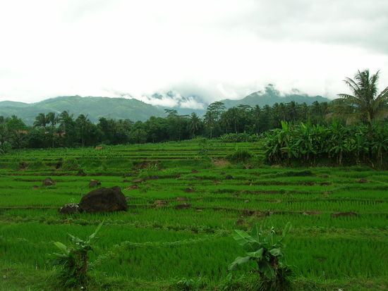 Das hauptsaechliche Landschaftbild Zentraljavas waehrend der Zugfahrt nach Yoga