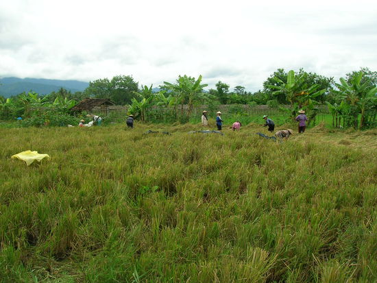 Zwischenstop im Reisfeld