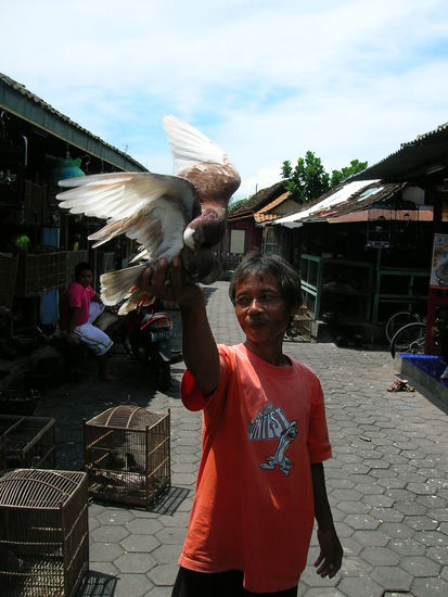 Die Tauben dienen nicht als Ziervoegel oder Brieftauben - jam jam