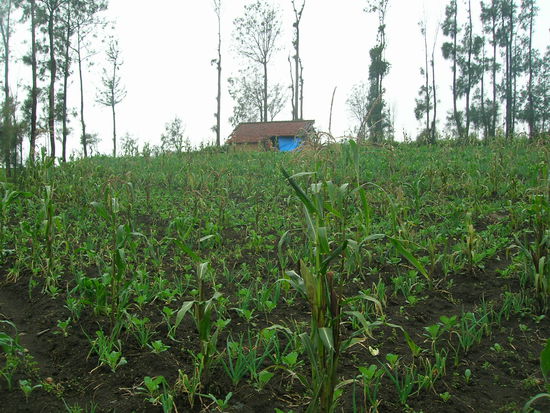 ......und hier die Felder oben