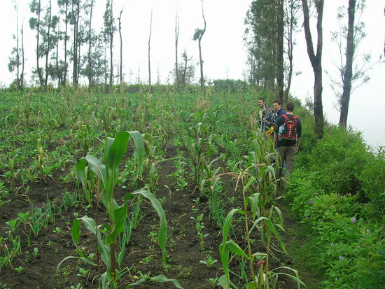 Entlang der Felder - rechts gehts direkt 400m bergab........in die Ebene