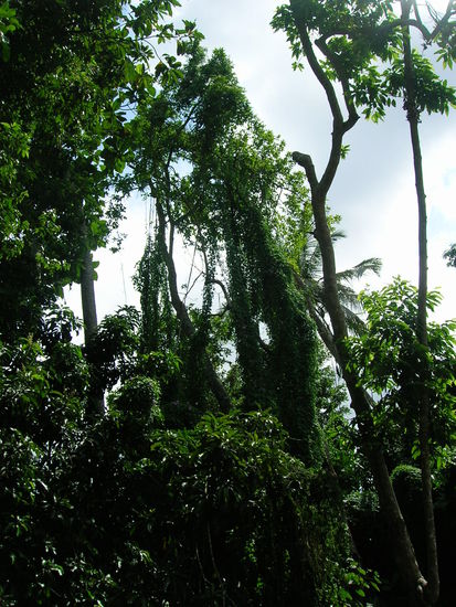 Ab in den Monkey Forest.........