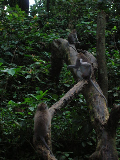 Wer mit Affe wenig Erfahrung hat - hier ein Tip: Lasst euch von den eifrigen Bananenverkaeufern am Eingang nicht beschwatzen - die machen sich einen Spass daraus euch die Bananen als Affenfutter zu verkaufen - sobald die kleinen Racker mitbekommen dass ihr Food habt gehts aaaaaaaaaaaaaaaaab.....sie lassen nicht mehr von euch ab - Ich sah wie sie Touris auf den Kopf sprangen, Brillen klauten und Aggressiv wurden als diese natuerlich verschreckt abwehrend reagierten - geht durch die Affenhorde durch.........zeigt eure offenen Handflaechen......steckt niemals die Haende in die Hosentaschen (das erweckt ihre Neugier) - ignoriert die sich aufblusternden Rudelsfuehrer..........Und gut ist - mich haben sie zumindest friedlich in Ruhe gelassen.............