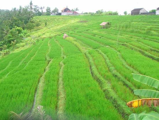 Kurze Regenunterbrechung - das Gruen................ach - seht selbst
